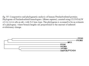 phylogenetic